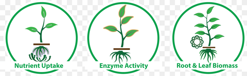 Amino Acid For Plant Growth, Herbal, Herbs, Leaf, Vegetation Png Image