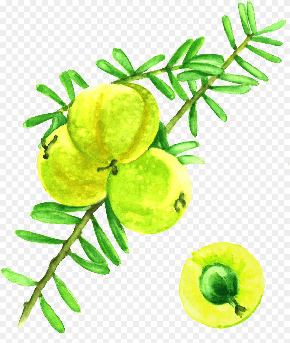 Amla Berries Garden Of Life Watercolor Amla, Yew, Conifer, Tree, Plant Free Transparent Png