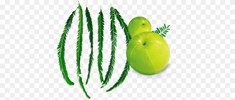 Amla Leaf 1000 Download Vector Image Psd Files Superfood, Plant, Green, Produce, Apple Free Png
