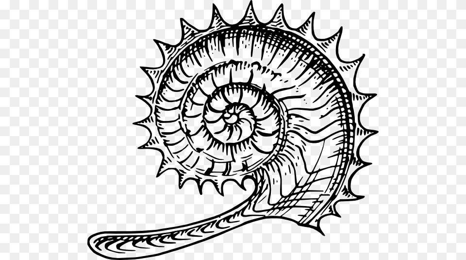 Ammonite Clip Art Vector, Drawing, Animal, Dinosaur, Reptile Free Png