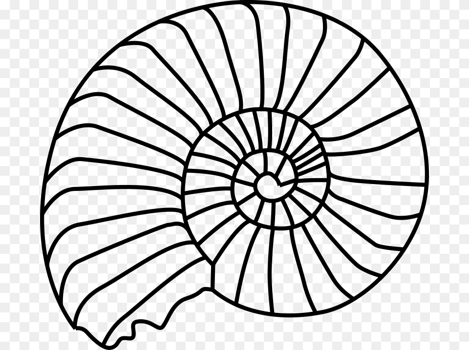Ammonoid, Gray Free Transparent Png