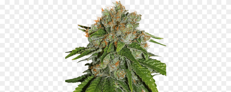 Amnesia By Seeds Stockers White Skunk Automatic, Plant, Weed, Hemp, Leaf Png