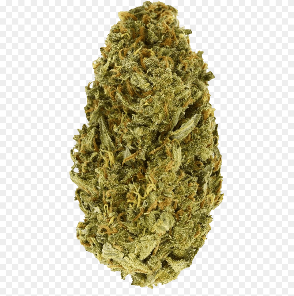 Amnesia Haze, Plant, Weed Png