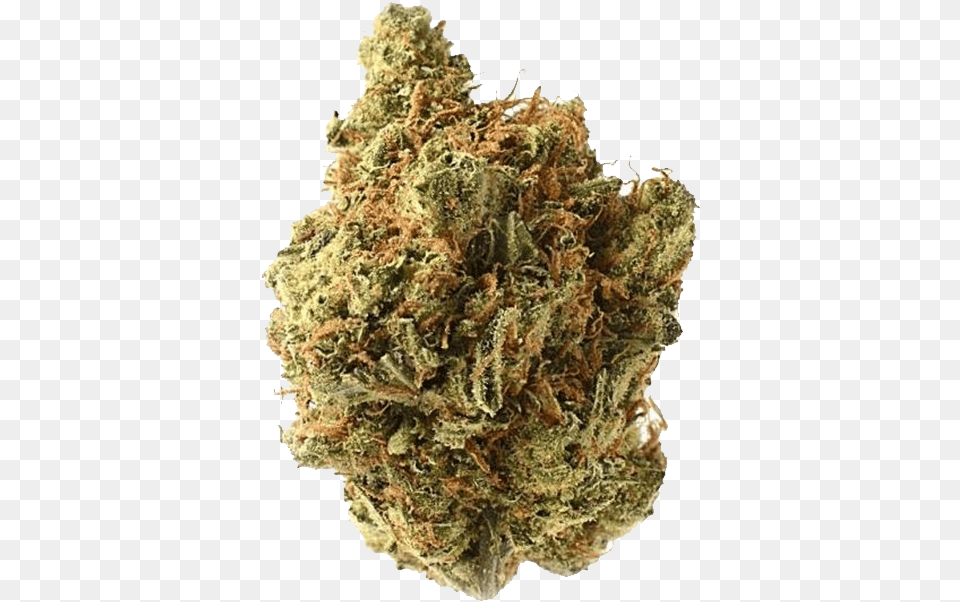 Amnesia Haze Amsterdam, Plant, Weed Png Image