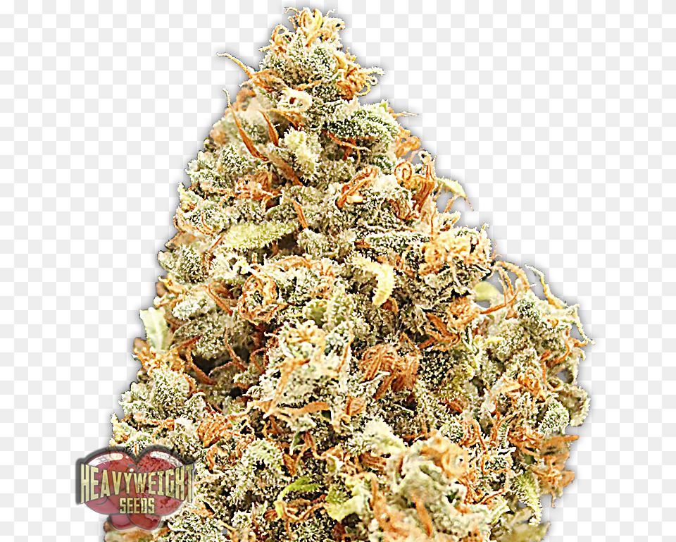 Amnesia Monster Monster Profit Heavyweight Seeds, Plant Png