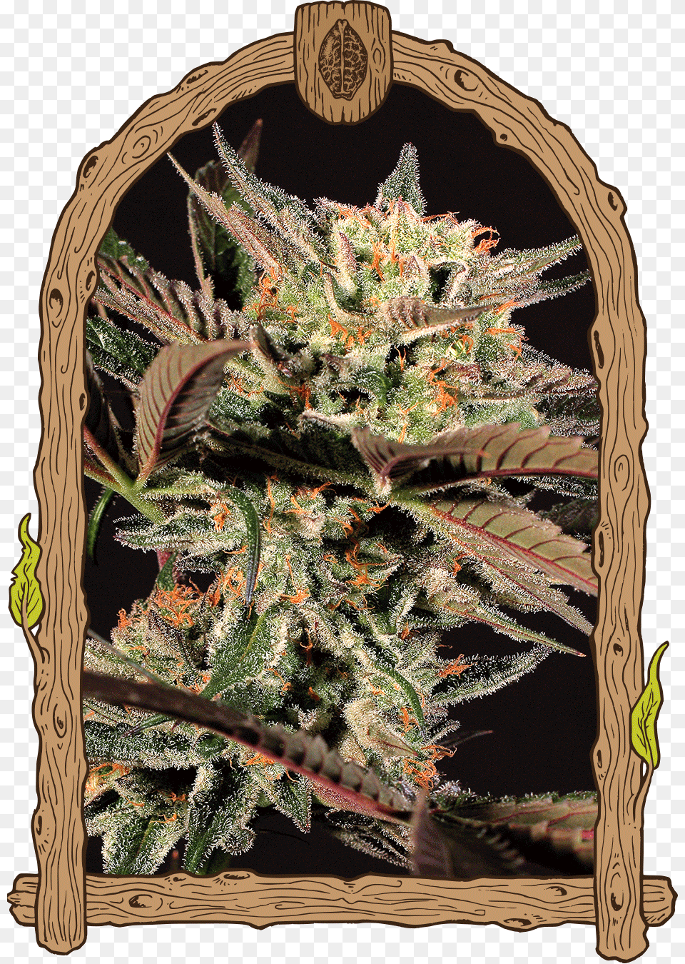 Amnesia Nr Herz Og Seeds, Plant, Weed, Bud, Flower Png Image