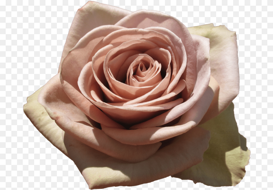 Amnesia Rose, Flower, Plant, Petal Free Png Download