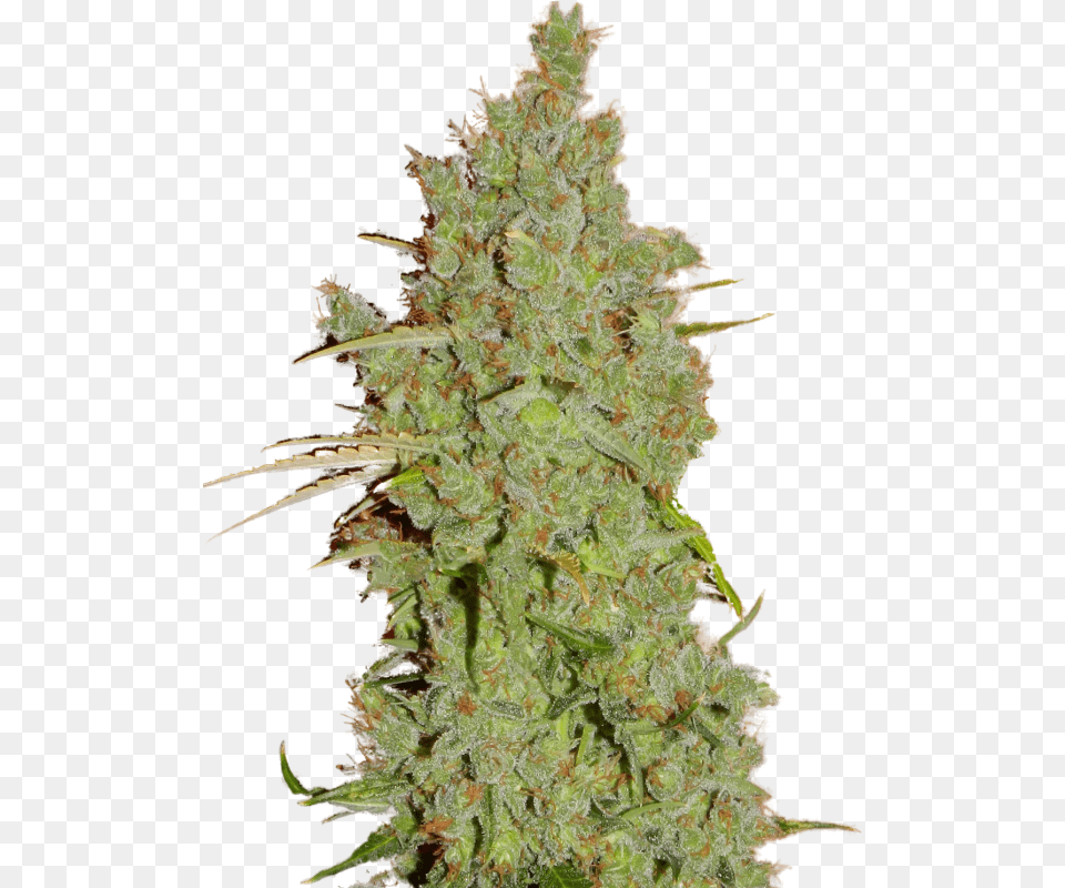 Amnesia Super Strains, Grass, Plant, Weed Png Image