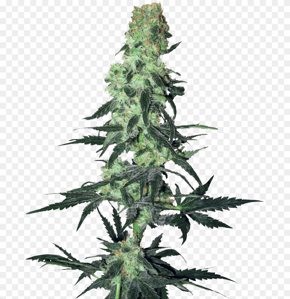 Amnesia White, Plant, Hemp, Grass, Leaf Png Image