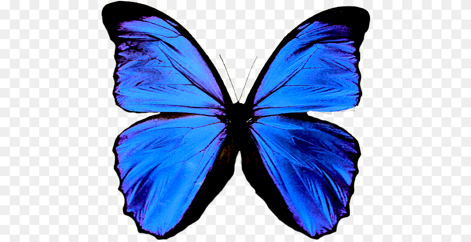 Amo A Shane Gray Background Butterfly, Animal, Insect, Invertebrate Png