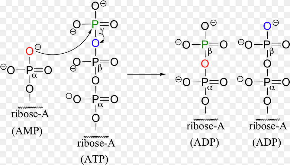 Amp To Atp Reaction Free Transparent Png