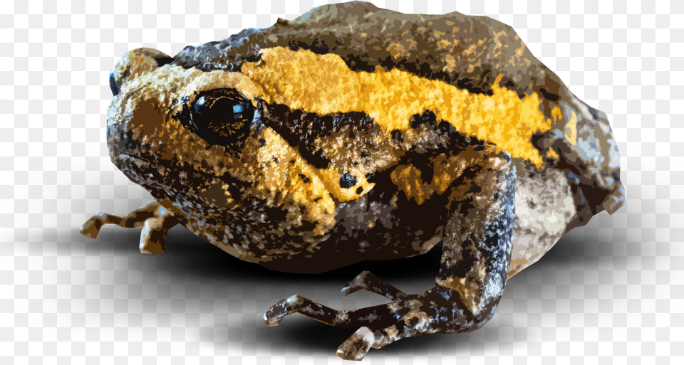 Amphibian, Animal, Wildlife, Frog, Toad Free Png Download