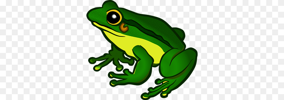 Amphibian Animal, Frog, Wildlife, Tree Frog Free Transparent Png