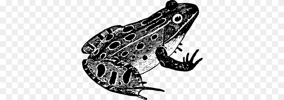 Amphibian Gray Free Transparent Png