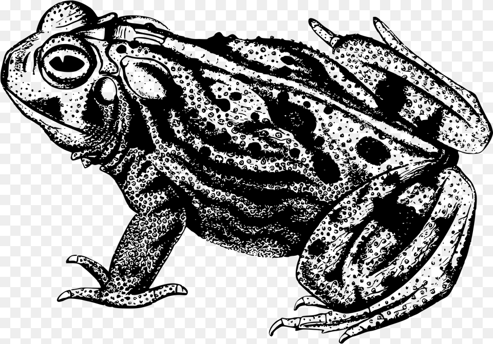 Amphibian Animal Frog Toad Great Plains Toad Black And White, Gray Free Png