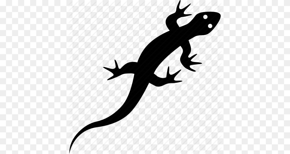 Amphibian Gecko Lizard Reptile Reptilia Squamata Icon, Animal, Salamander, Wildlife Png