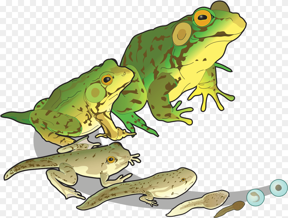 Amphibians Reproduction, Amphibian, Animal, Frog, Wildlife Free Transparent Png