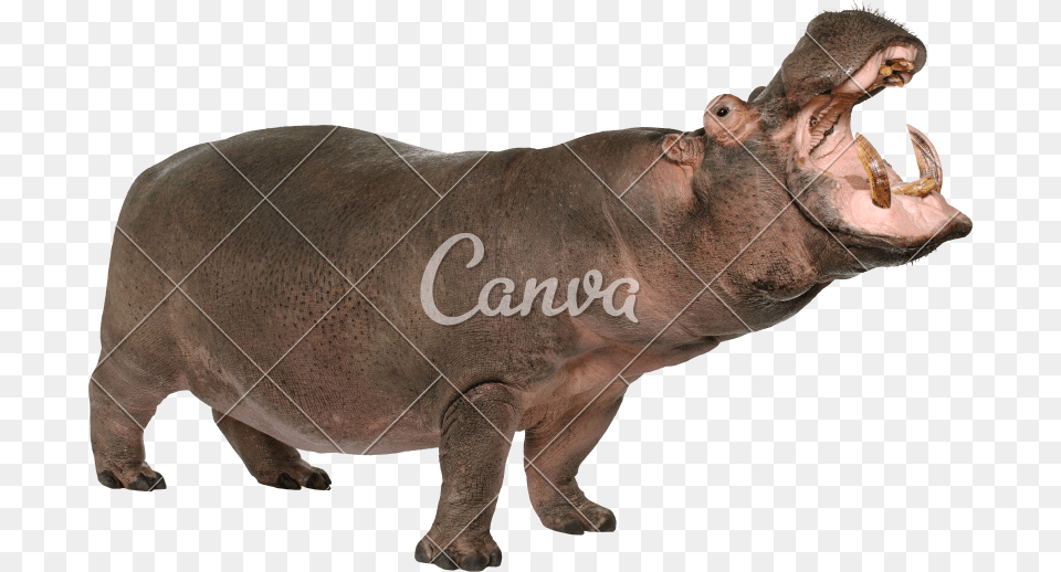 Amphibius Years Photos By Canva Canva, Animal, Mammal, Wildlife, Hippo Free Png