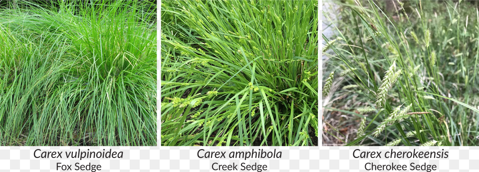 Amphibola Is Also Resilient And Does Well In A Wide Carex Amphibola Free Png