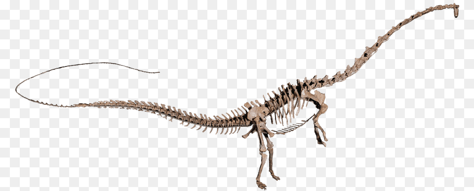 Amphicoelias Brontodiplodocus Amphicoelias Skeleton, Animal, Dinosaur, Reptile Free Transparent Png