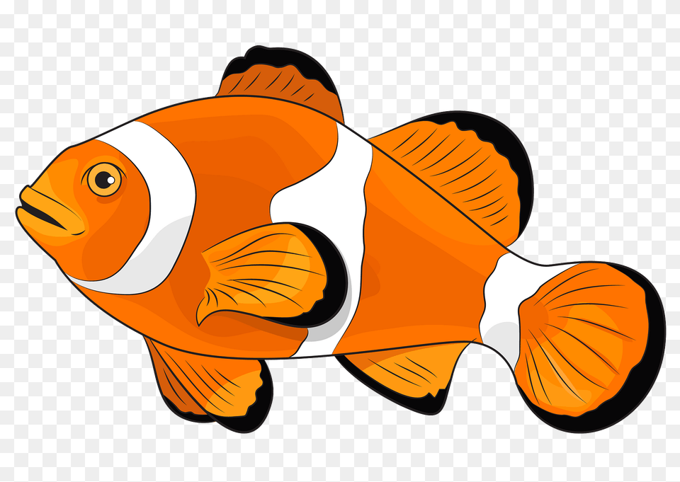 Amphiprion Ocellaris Clipart, Animal, Fish, Sea Life, Shark Png