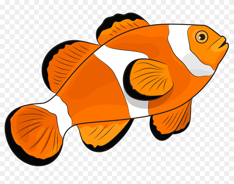 Amphiprion Ocellaris Clipart, Animal, Fish, Sea Life, Shark Png