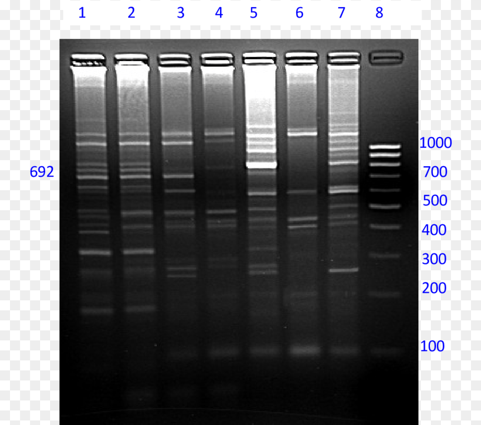 Amplification Of Type And Sex Wise Pooled Yak Dna By Architecture, Indoors Free Transparent Png