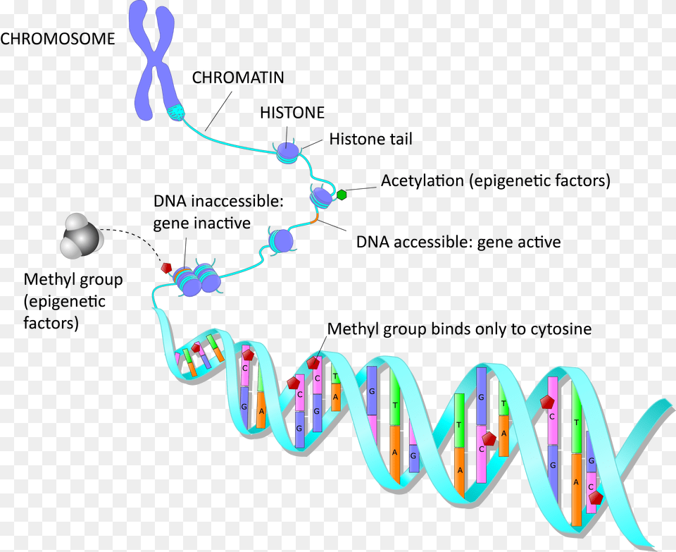 Amsbio Com Epigenetics Epigenetic Alterations In Aging, Chart, Plot, Text Png