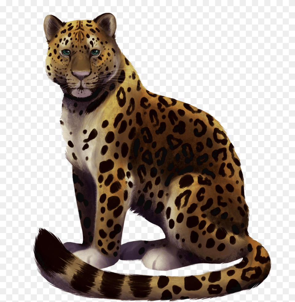 Amur Leopard, Animal, Mammal, Panther, Wildlife Free Transparent Png