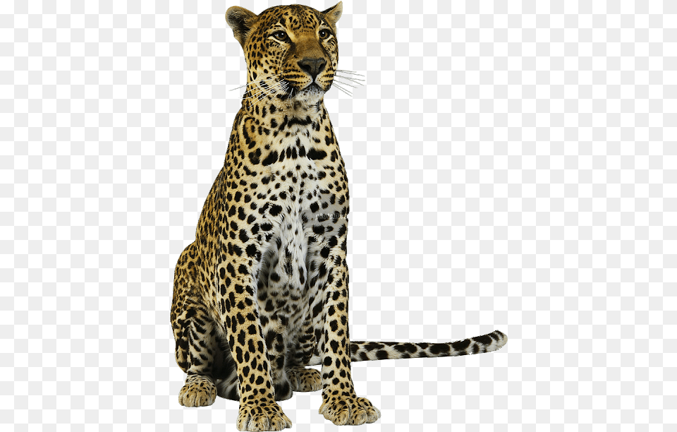 Amur Leopard Transparent Background, Animal, Mammal, Panther, Wildlife Png Image