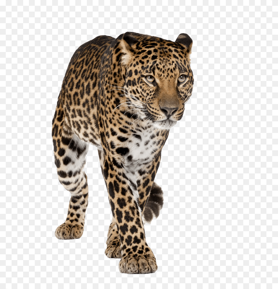 Amur Leopard White Background, Animal, Mammal, Panther, Wildlife Png