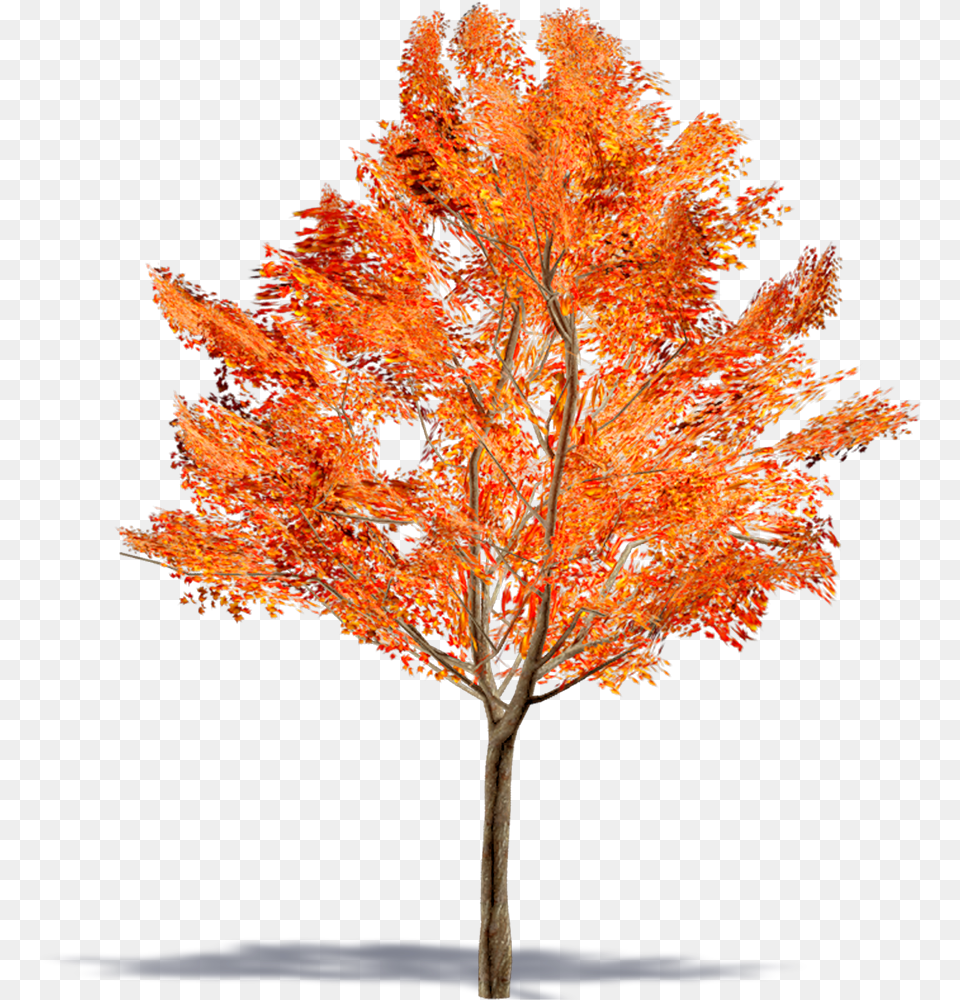 Amur Maple Tree Leaf U0026 Free Leafpng Acer Ginnala, Plant Png