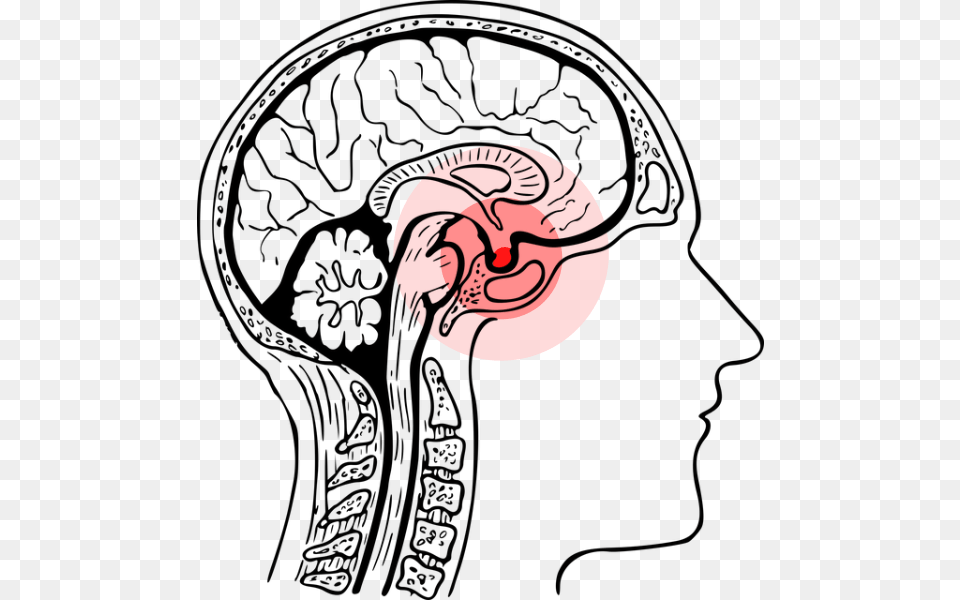 Amygdala Human Brain Black And White, Cartoon Png Image