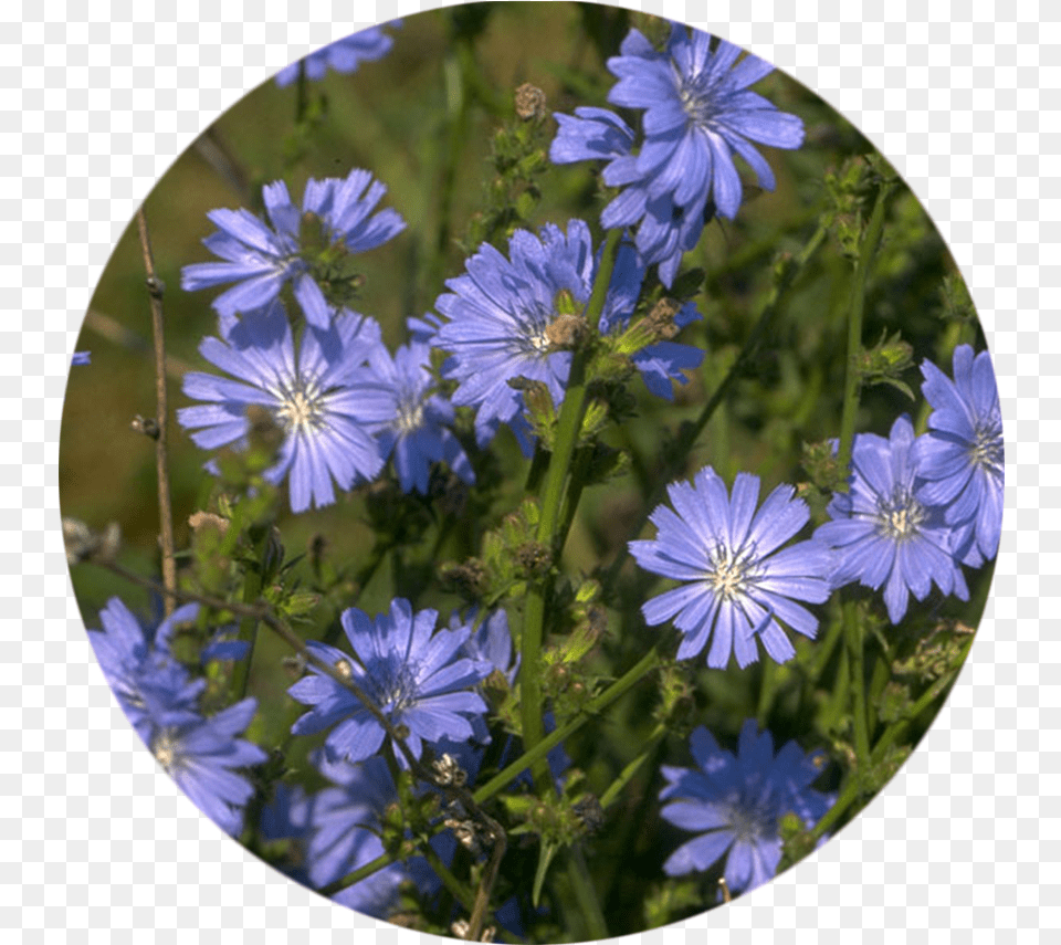 An Bach Flower Remedies By Julian Barnard, Daisy, Geranium, Plant, Photography Free Png