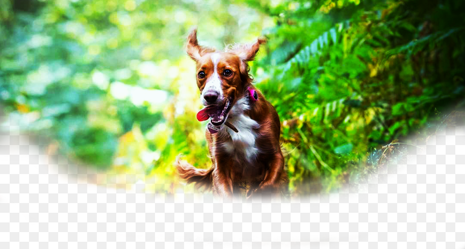 An Dog Monitor Like No Other Dog, Vegetation, Plant, Pet, Animal Free Png