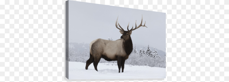 An Elk Standing In A Field Of Snow With Frozen Trees Designpics Brown To Beige Reindeer Canvas, Animal, Deer, Mammal, Wildlife Png