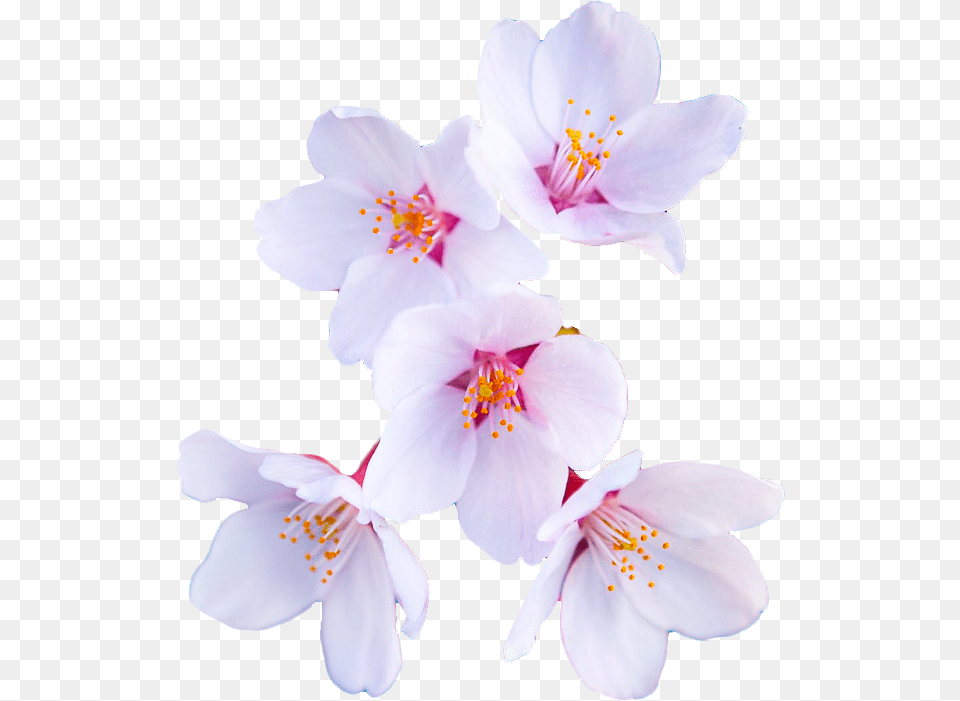 An Entry From Flowers Powered By Tumblrcom Snow Crocus, Flower, Plant, Cherry Blossom, Anther Png