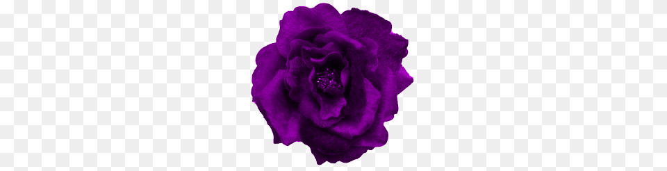 An Entry From Flowers Powered, Flower, Plant, Purple, Rose Free Transparent Png