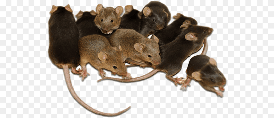 An Error Occurred Mice Rodents, Animal, Rat, Mammal, Rodent Free Png