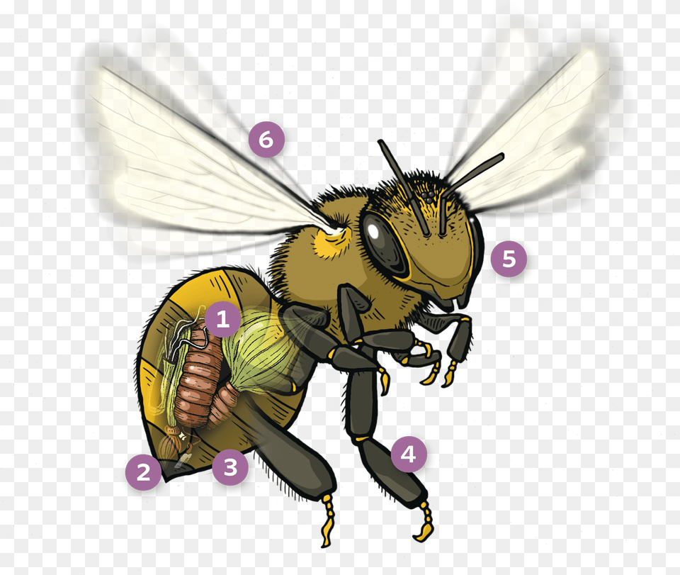 An Error Occurred Net Winged Insects, Animal, Bee, Insect, Invertebrate Png Image