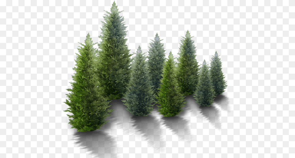 An Evergreen Plant Grows Leaves High Resolution Christmas Tree Translucent, Conifer, Fir, Pine, Vegetation Free Png Download