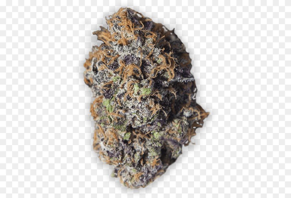 An Example Of Sol Cannabis Flower Mussel, Plant, Weed, Rock, Mineral Free Png