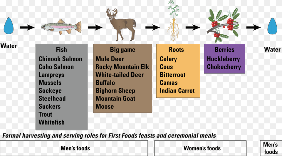 An Example Of The Serving Order Of The Confederated Reindeer, Wildlife, Mammal, Antelope, Animal Png Image