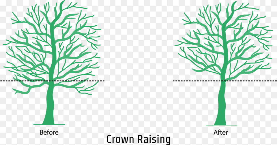 An Illustration Showing The Crown Raising Process Illustration, Plant, Tree Free Png Download