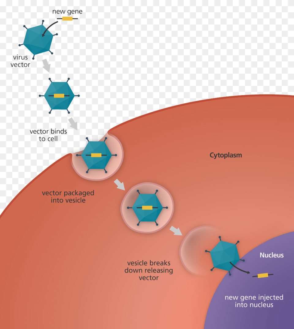 An Illustration To Show The Transfer Of A New Gene Gene Therapy Virus, Nature, Outdoors, Disk Free Png