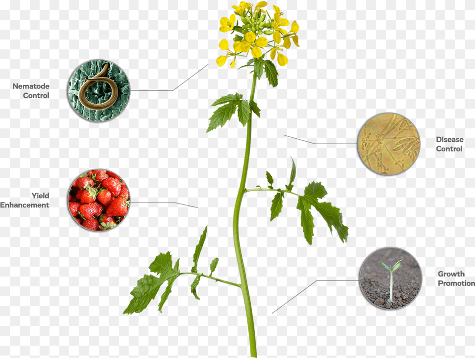 An Of A Mustard Plant Showcases Ways In Which Rosa Glauca, Leaf, Flower, Geranium, Apiaceae Png Image