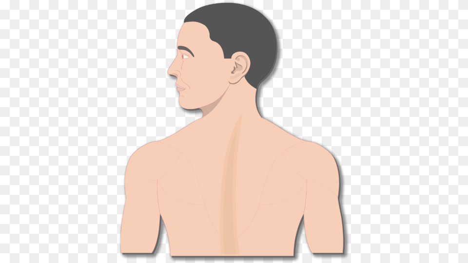 An Image Of The Body Showing The Head And The Back, Person, Body Part, Face, Neck Free Png
