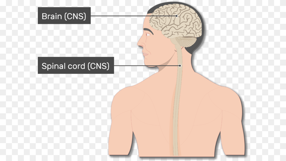 An Image Of The Body Showing The Spinal Cord Brain Diagram Main Organs Of The Nervous System, Body Part, Person, Face, Head Free Png