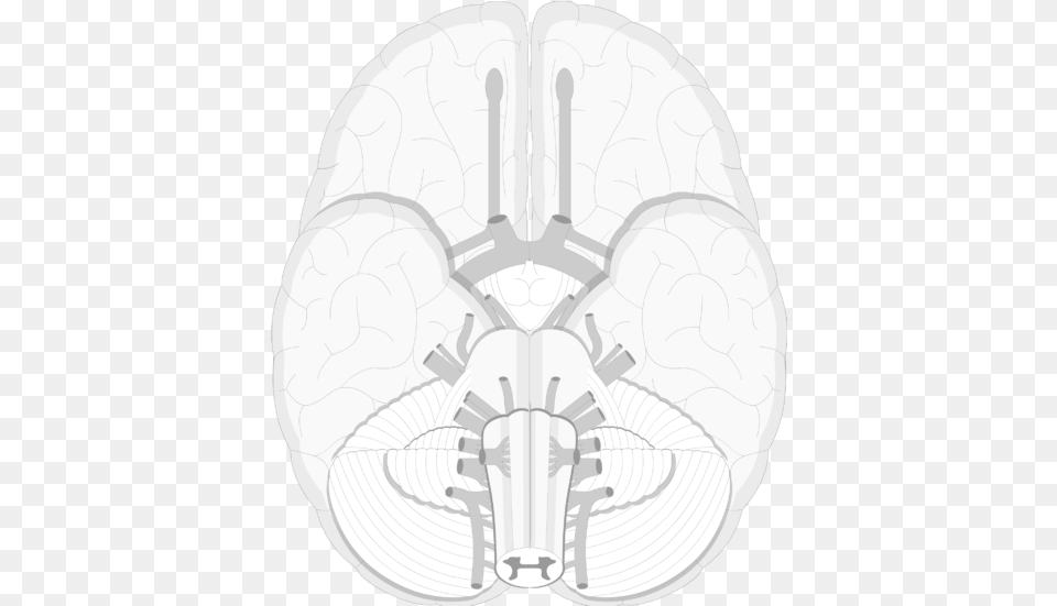 An Image Showing A Lower View Of The Brain And The Trochlear Nerve, Ct Scan Free Transparent Png