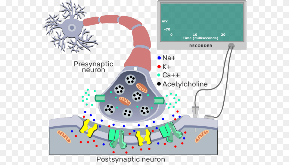 An Showing Ach From The Presynaptic Neuron Molecules Cholinergic Synapse, Outdoors Png Image